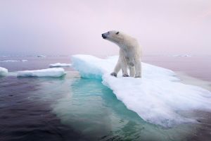 polar-bear-climate-change-story-1200_78250_990x742